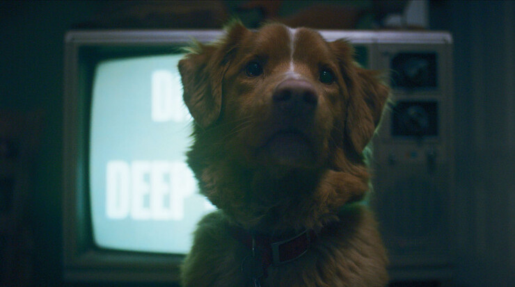 Уникальный ужастик про храбрую собаку «Глазами пса» скоро выходит в цифре