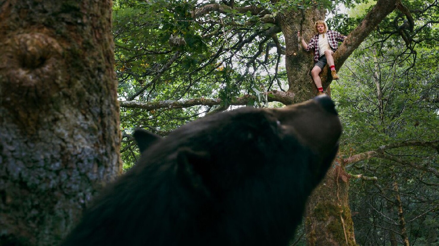 Лучшая идея года — прятаться от медведя-наркомана на дереве (фото)